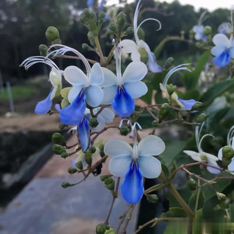 5款蓝色系清新浪漫花卉推荐，喜欢别错过！