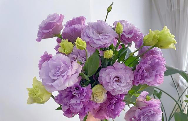 分享5种适合新手的漂亮花，价值丰富惹人爱，是阳台盆栽佳品