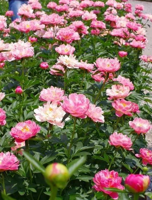 分享5种适合新手的漂亮花，价值丰富惹人爱，是阳台盆栽佳品