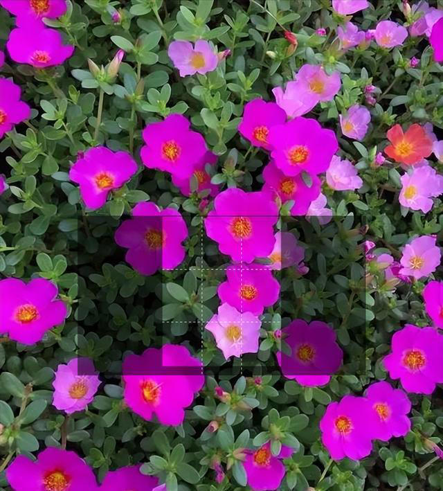 分享5种适合新手的漂亮花，价值丰富惹人爱，是阳台盆栽佳品