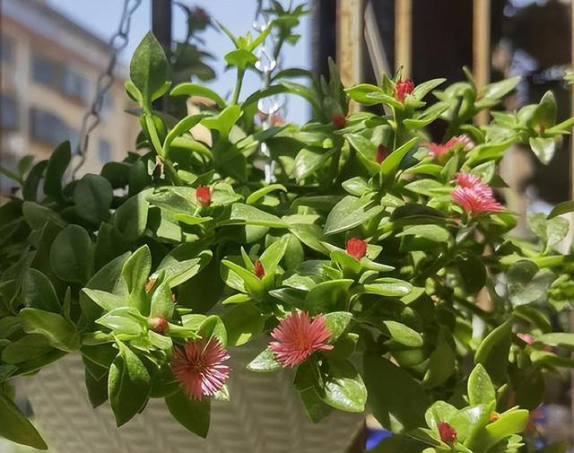 分享5种适合新手的漂亮花，价值丰富惹人爱，是阳台盆栽佳品