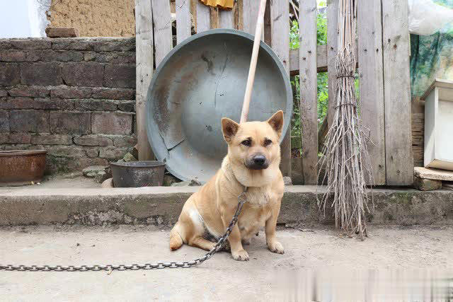 土狗与宠物狗有什么区别？