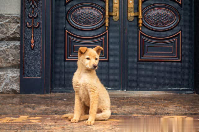 土狗与宠物狗有什么区别？