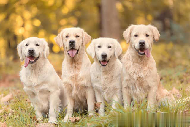 土狗与宠物狗有什么区别？
