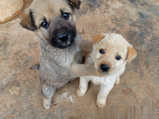 土狗与宠物狗有什么区别？