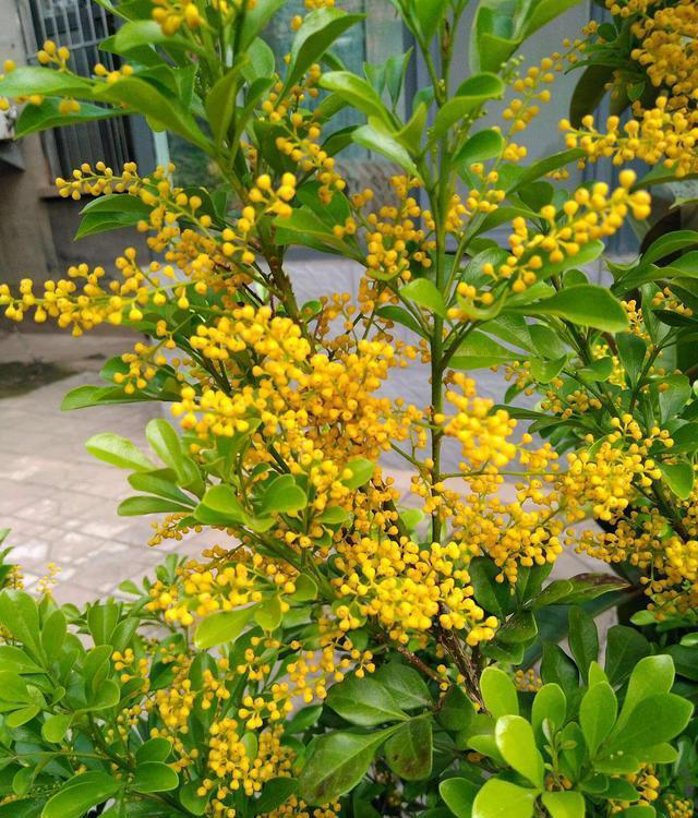 5种“浓香花”，香味浓郁，就像喷了香水一样，进来看看你养过吗