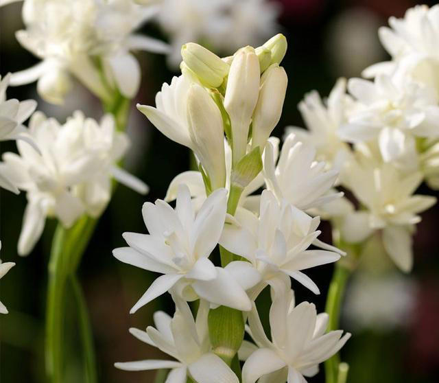 5种“浓香花”，香味浓郁，就像喷了香水一样，进来看看你养过吗