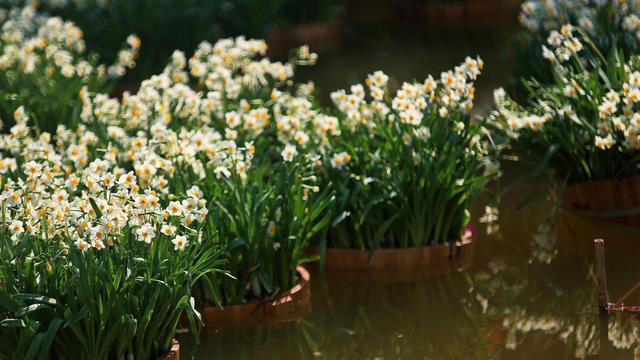 5种“浓香花”，香味浓郁，就像喷了香水一样，进来看看你养过吗