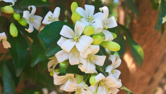 5种“浓香花”，香味浓郁，就像喷了香水一样，进来看看你养过吗