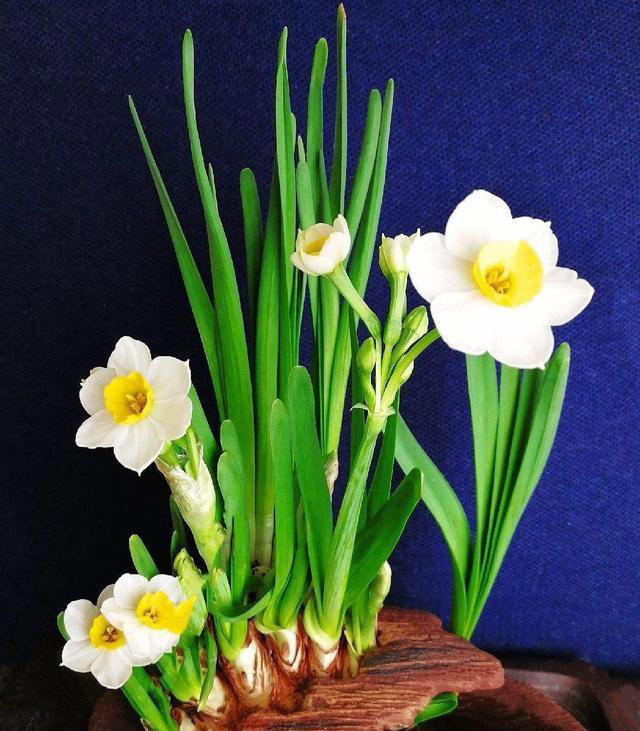 5种“浓香花”，香味浓郁，就像喷了香水一样，进来看看你养过吗