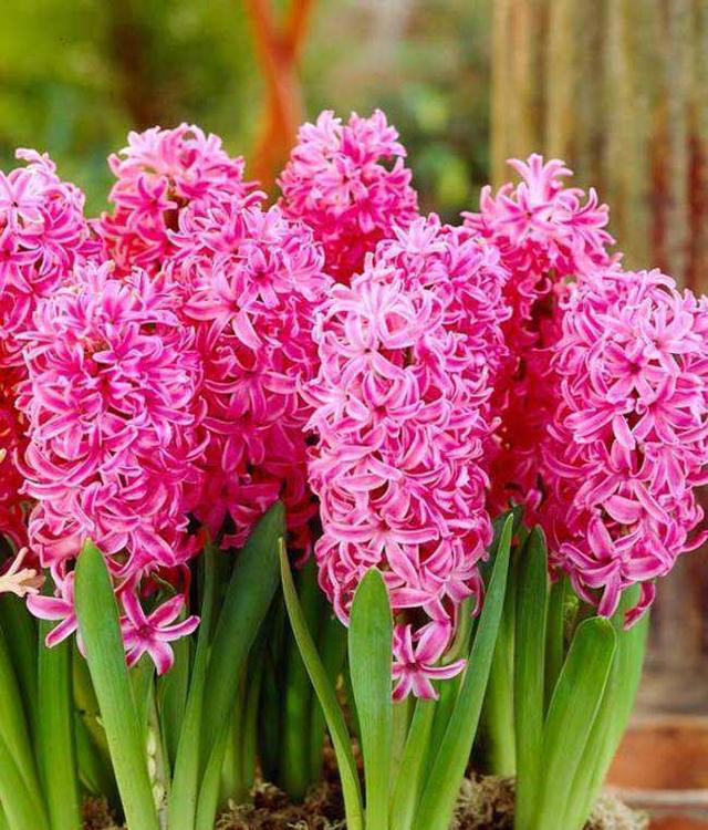 5种“浓香花”，香味浓郁，就像喷了香水一样，进来看看你养过吗