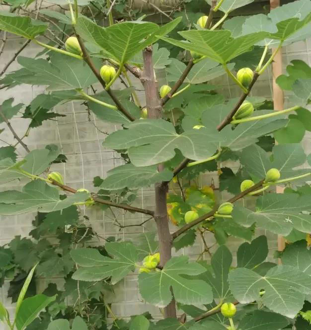 想吃无花果，自己种两棵，种到花盆里，夏天就能结果子！