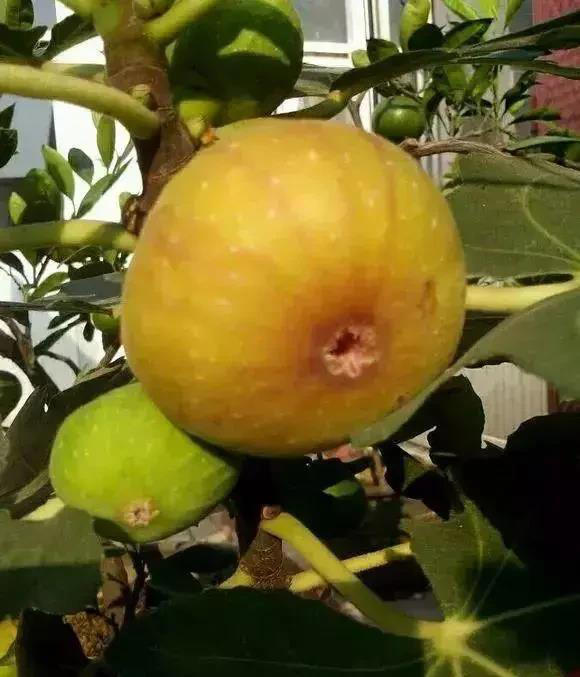 想吃无花果，自己种两棵，种到花盆里，夏天就能结果子！