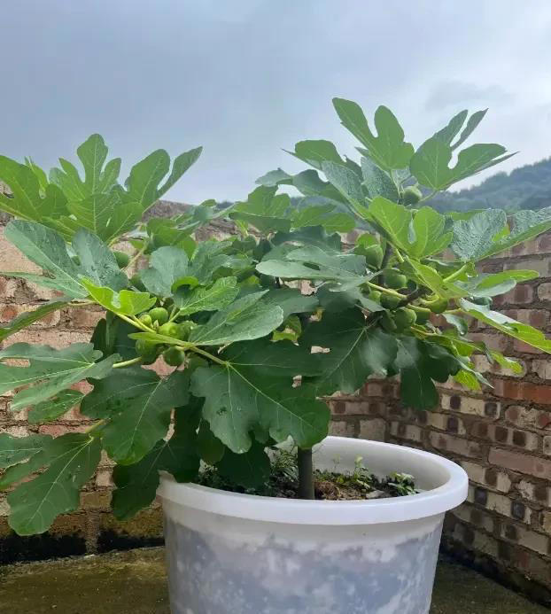 想吃无花果，自己种两棵，种到花盆里，夏天就能结果子！