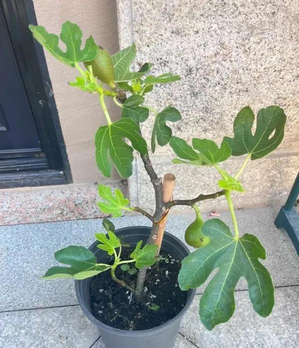 想吃无花果，自己种两棵，种到花盆里，夏天就能结果子！