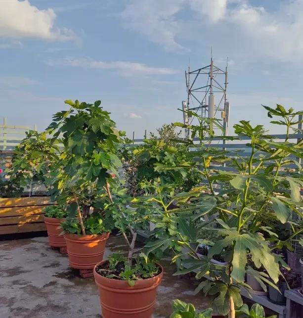 想吃无花果，自己种两棵，种到花盆里，夏天就能结果子！