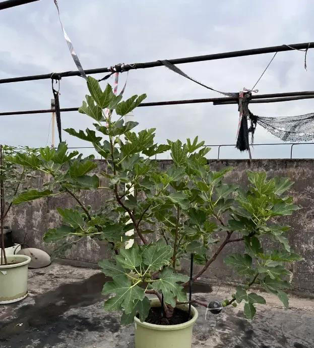 想吃无花果，自己种两棵，种到花盆里，夏天就能结果子！