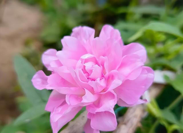 它是爬藤植物中的“开花机器”，耐寒耐热超好养，花期长达大半年