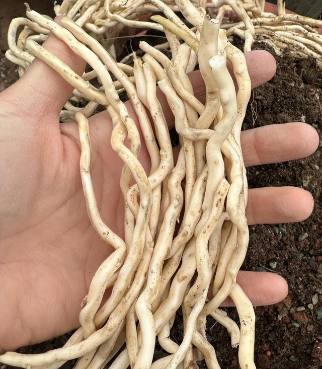 它是爬藤植物中的“开花机器”，耐寒耐热超好养，花期长达大半年