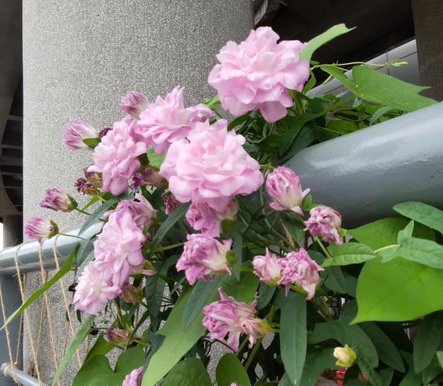 它是爬藤植物中的“开花机器”，耐寒耐热超好养，花期长达大半年