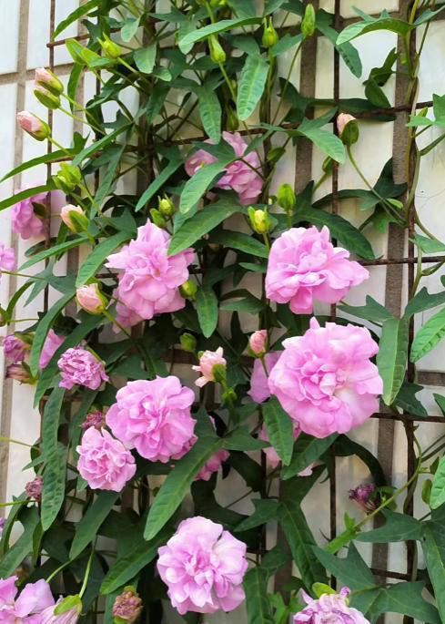 它是爬藤植物中的“开花机器”，耐寒耐热超好养，花期长达大半年