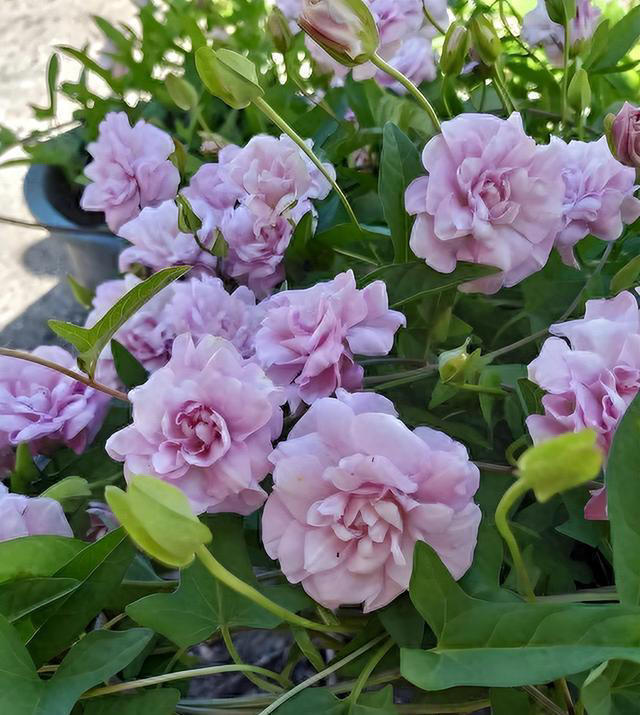 它是爬藤植物中的“开花机器”，耐寒耐热超好养，花期长达大半年