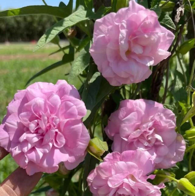 它是爬藤植物中的“开花机器”，耐寒耐热超好养，花期长达大半年