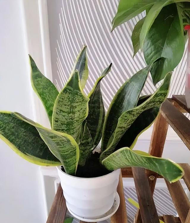 适合新手的5种盆栽花卉，精致美观上档次，摆在家里空气更清新