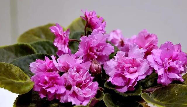 适合新手的5种盆栽花卉，精致美观上档次，摆在家里空气更清新