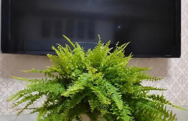 适合新手的5种盆栽花卉，精致美观上档次，摆在家里空气更清新