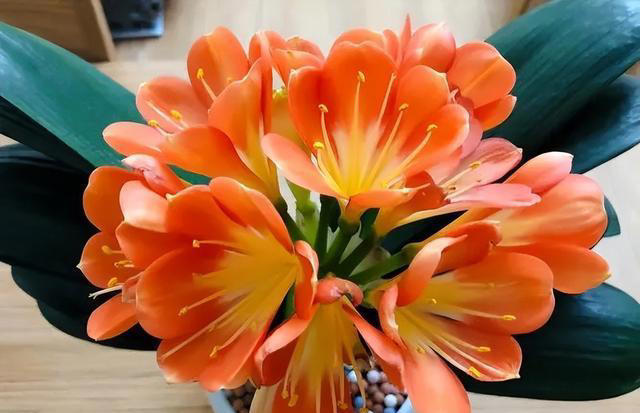 适合新手的5种盆栽花卉，精致美观上档次，摆在家里空气更清新