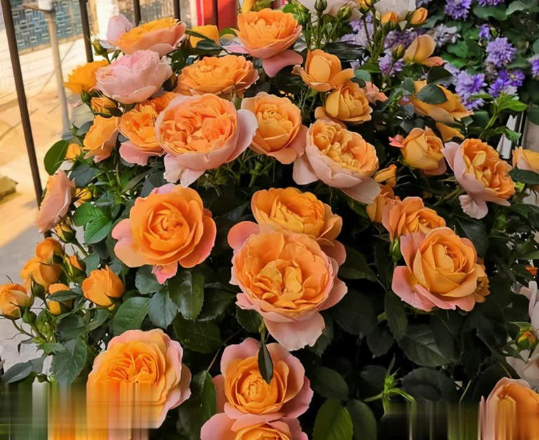 4种“香香公主”月季，养一盆花香四溢，值得拥有