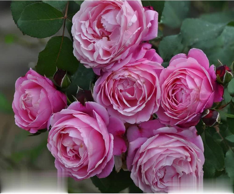4种“香香公主”月季，养一盆花香四溢，值得拥有