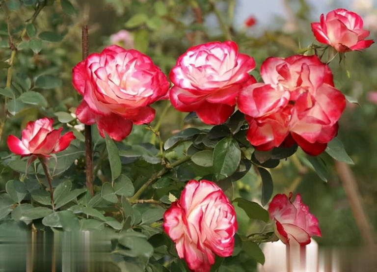 4种“香香公主”月季，养一盆花香四溢，值得拥有