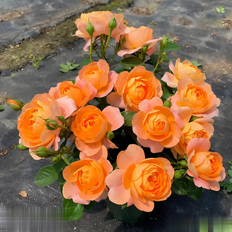 4种“香香公主”月季，养一盆花香四溢，值得拥有 