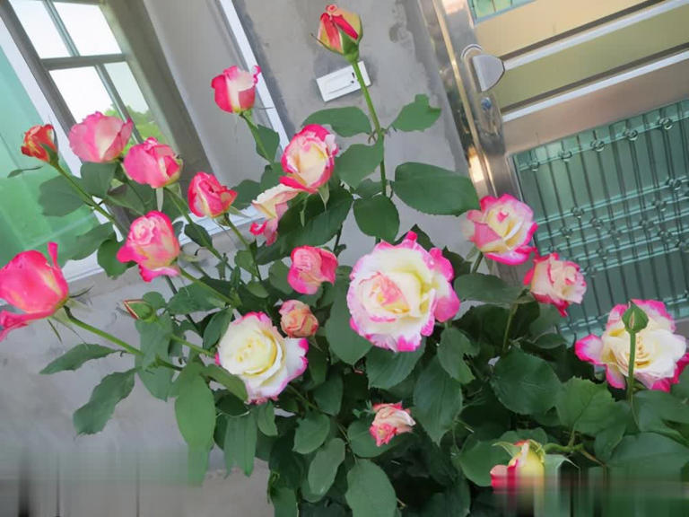 4种“香香公主”月季，养一盆花香四溢，值得拥有