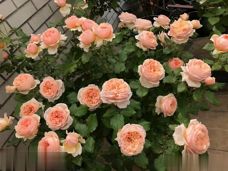 4种“香香公主”月季，养一盆花香四溢，值得拥有