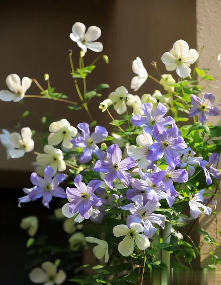 分享5种高颜值花，新手花友也能养到开满枝头美爆！