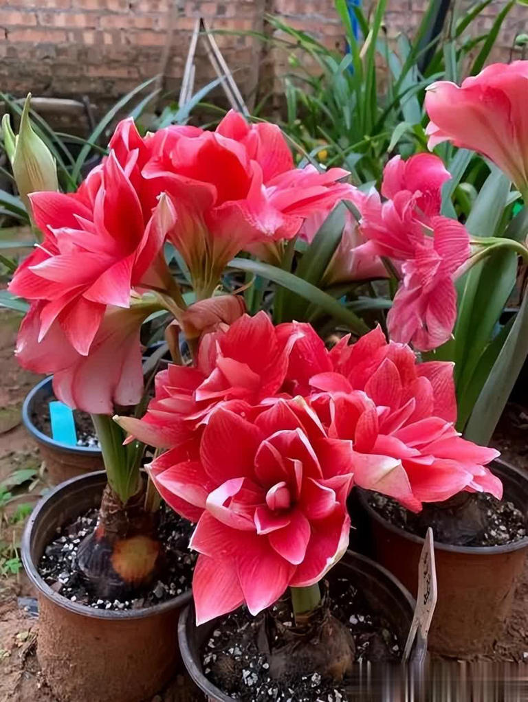 分享5种高颜值花，新手花友也能养到开满枝头美爆！