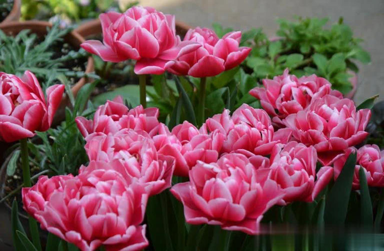 分享5种高颜值花，新手花友也能养到开满枝头美爆！