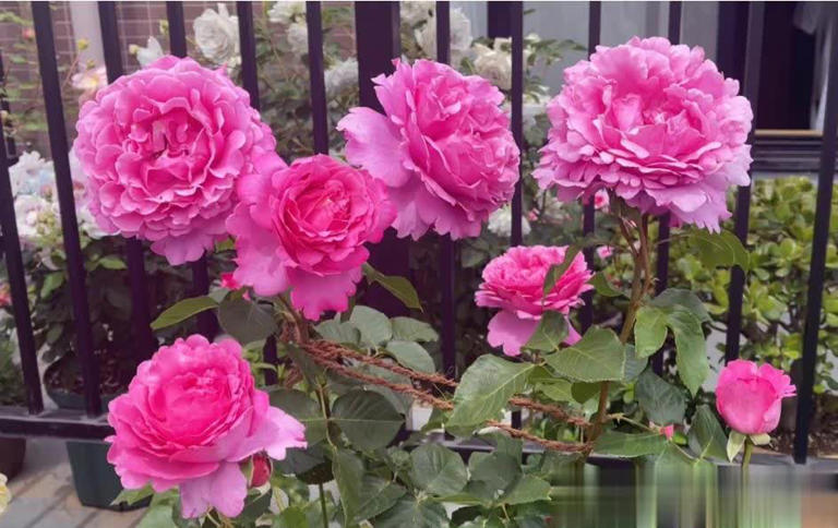 分享5种高颜值花，新手花友也能养到开满枝头美爆！