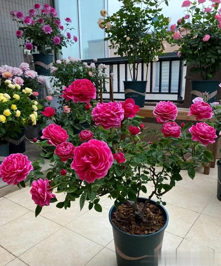 分享5种高颜值花，新手花友也能养到开满枝头美爆！ 