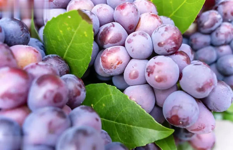 花青素是什么？哪些果蔬含量高？为何蓝莓那么贵？