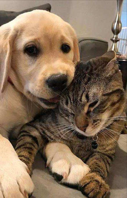 养狗和养猫的差异有多大？铲屎官：太真实了