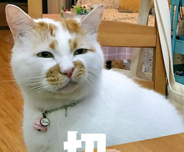 养狗和养猫的差异有多大？铲屎官：太真实了