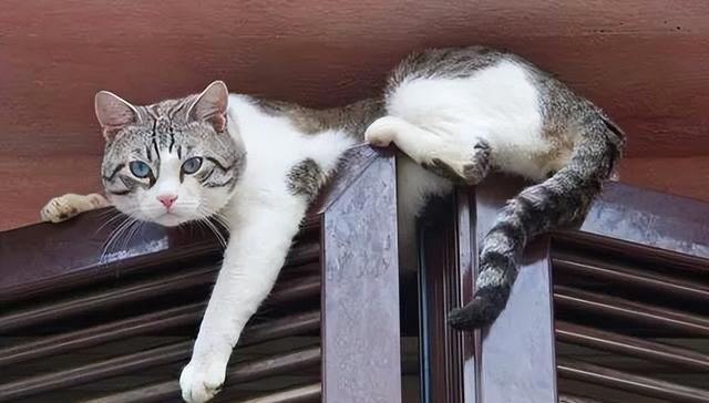 养狗和养猫的差异有多大？铲屎官：太真实了