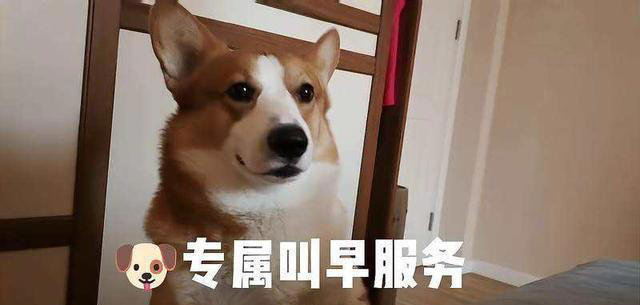 养狗和养猫的差异有多大？铲屎官：太真实了