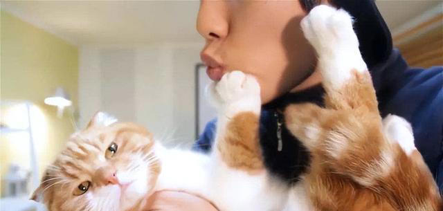 养狗和养猫的差异有多大？铲屎官：太真实了