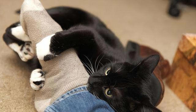 养狗和养猫的差异有多大？铲屎官：太真实了