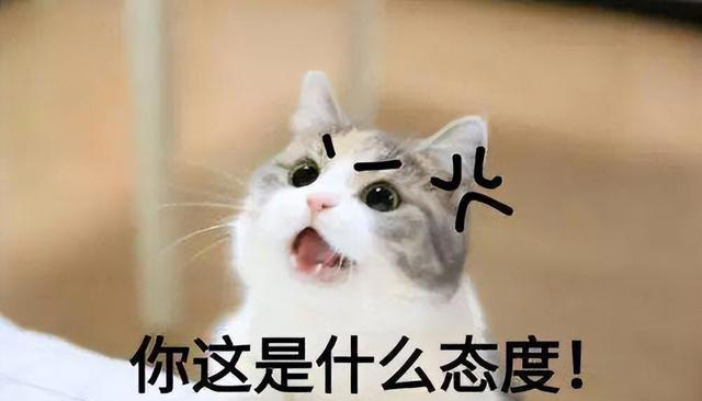 养狗和养猫的差异有多大？铲屎官：太真实了